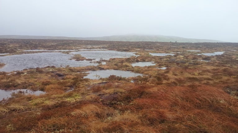 Partnership project between RSPB Cymru, National Trust Cymru and Eryri National Park restores 65 hectares of degraded peatland on Y Migneint
